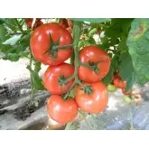 Seminte tomate Dinakor F1