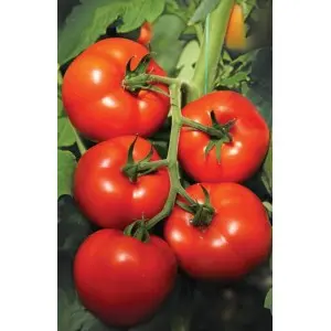 Seminte tomate Izmir F1