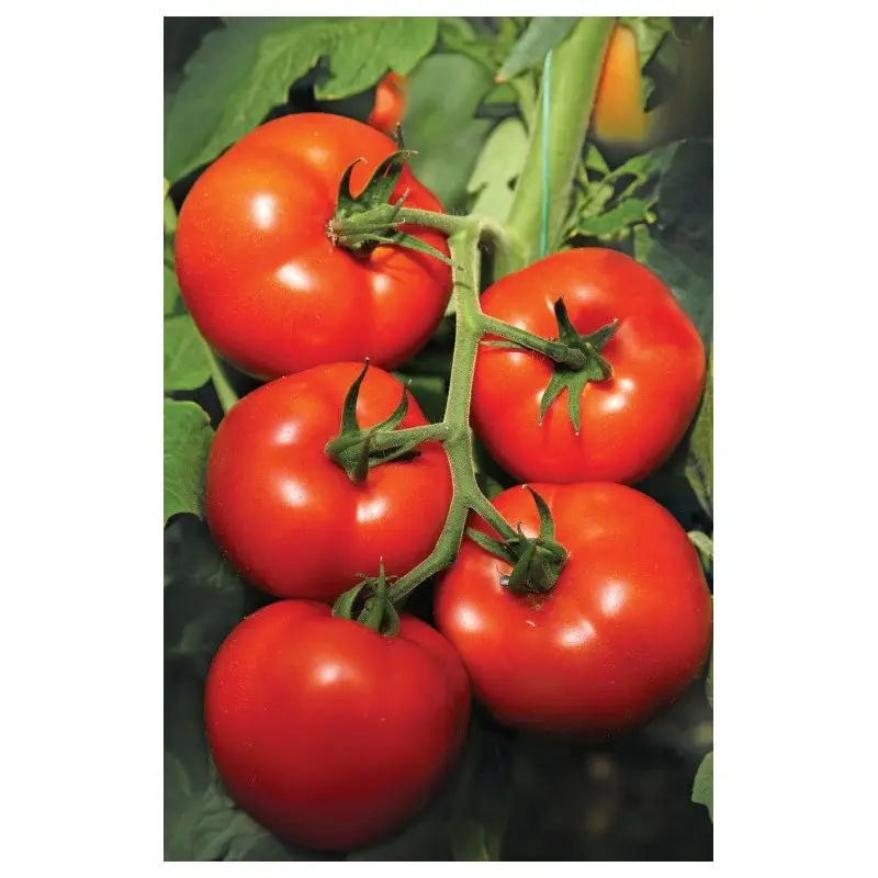Seminte tomate Izmir F1