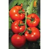 Seminte tomate Izmir F1