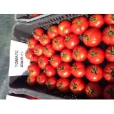 Seminte tomate Izmir F1