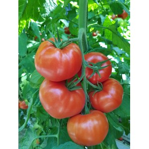 Seminte tomate Kingset F1 (T413485)