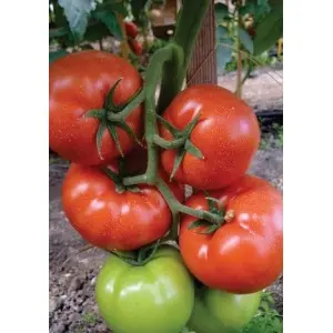 Seminte tomate Panekra F1
