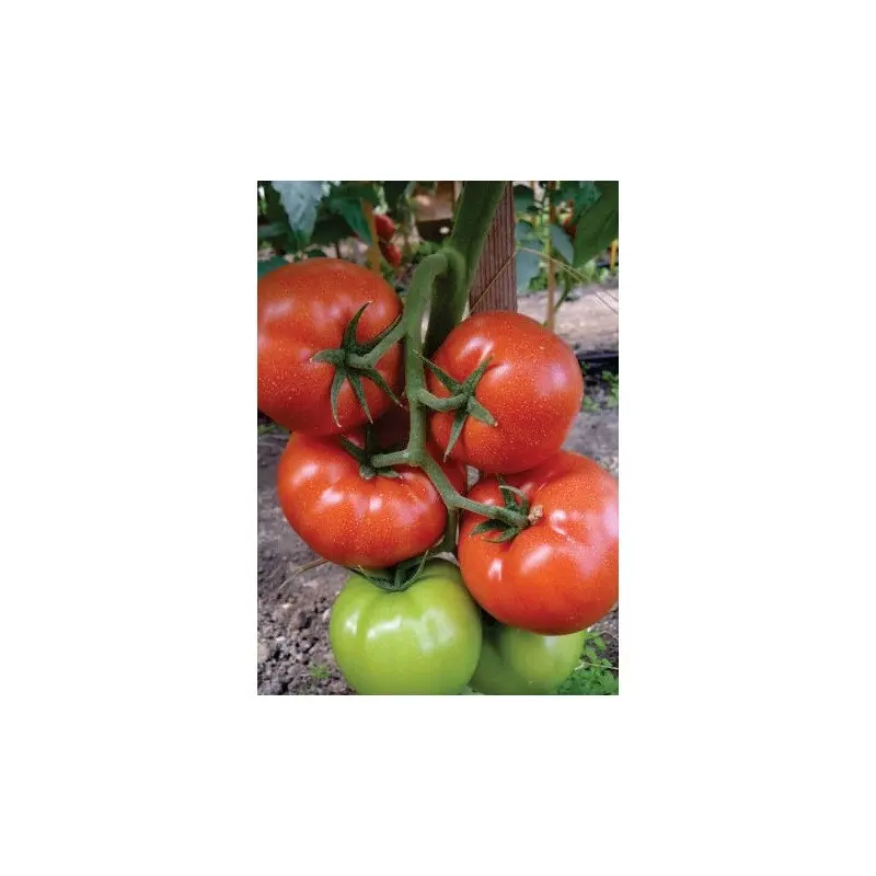 Seminte tomate Panekra F1