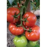 Seminte tomate Panekra F1