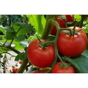 Seminte tomate Sandoline F1