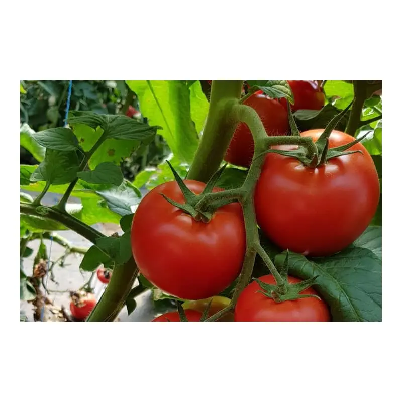 Seminte tomate Sandoline F1
