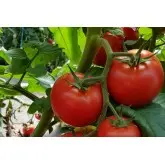 Seminte tomate Sandoline F1