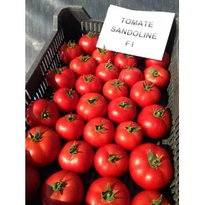 Seminte tomate Sandoline F1