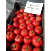 Seminte tomate Sandoline F1