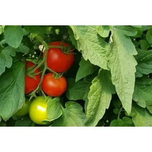 Seminte tomate Sandoline F1
