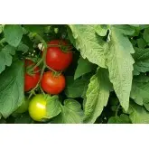 Seminte tomate Sandoline F1