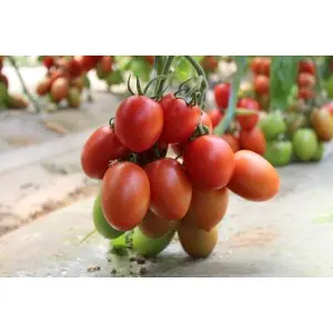 Seminte tomate Bacalar F1