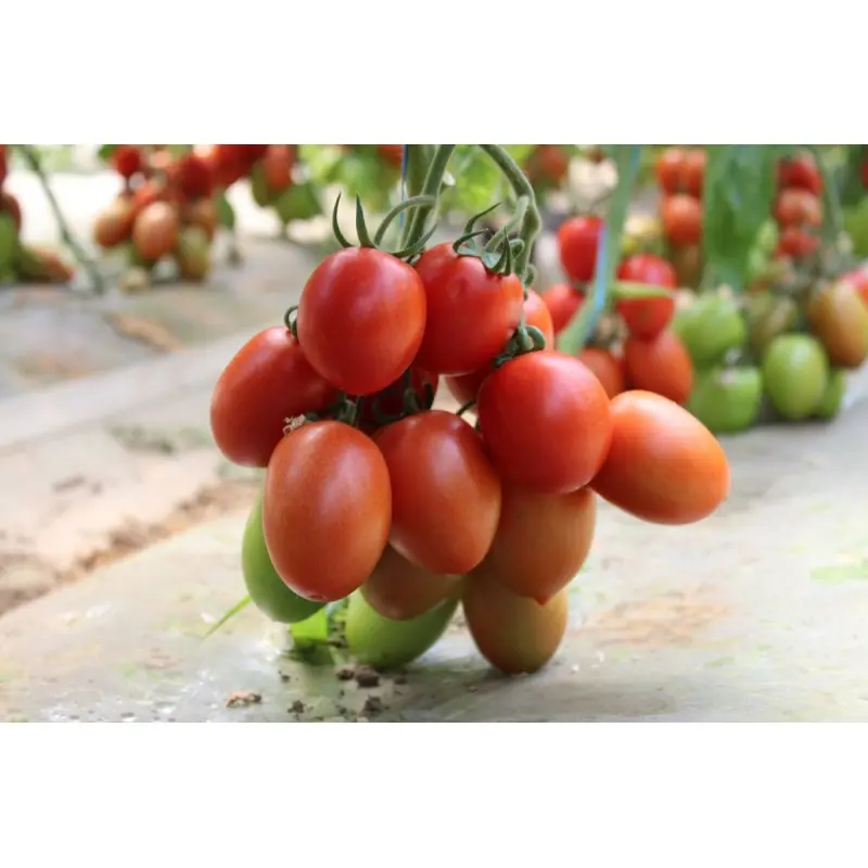 Seminte tomate Bacalar F1