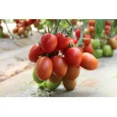 Seminte tomate Bacalar F1