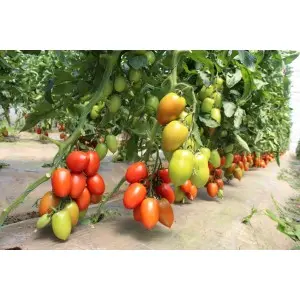 Seminte tomate Bacalar F1