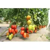 Seminte tomate Bacalar F1