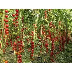 Seminte tomate cherry Landolino F1