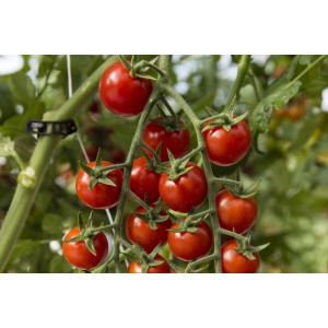 Seminte tomate cherry Tredicy F1