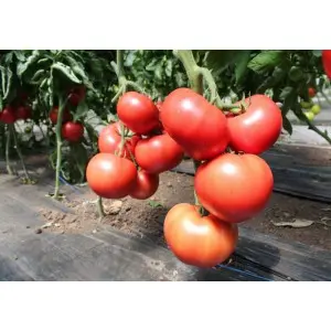 Seminte tomate Malduo F1