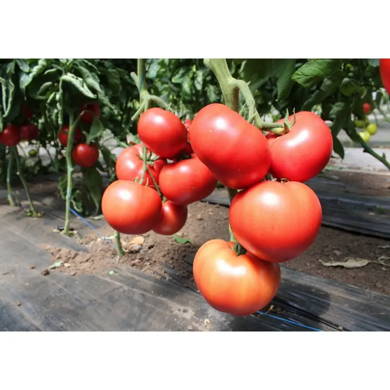 Seminte tomate Malduo F1