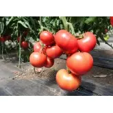 Seminte tomate Malduo F1