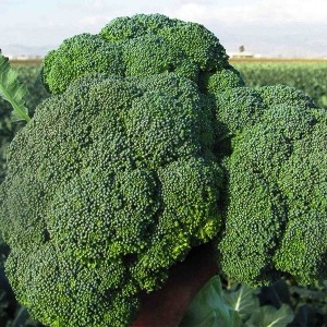 Seminte broccoli Brontolo F1