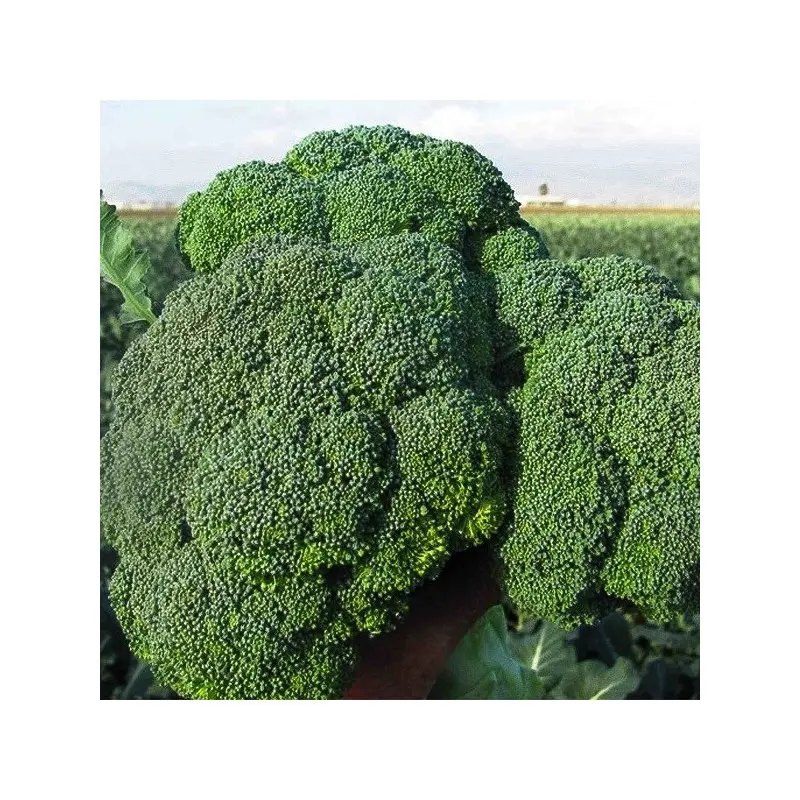 Seminte broccoli Brontolo F1