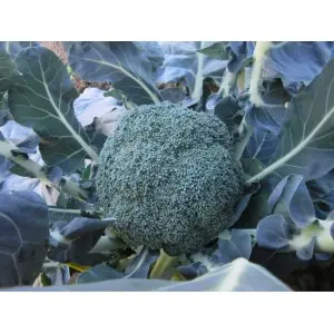 Seminte broccoli Samoa F1