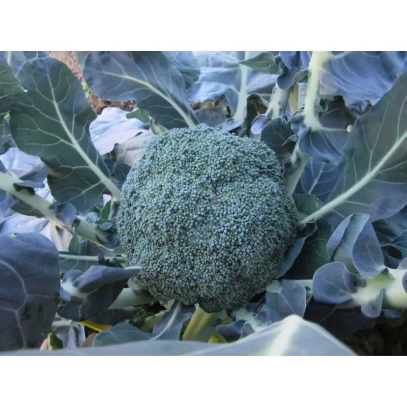Seminte broccoli Samoa F1
