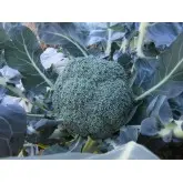 Seminte broccoli Samoa F1