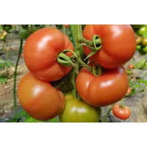 Seminte tomate Mamston F1