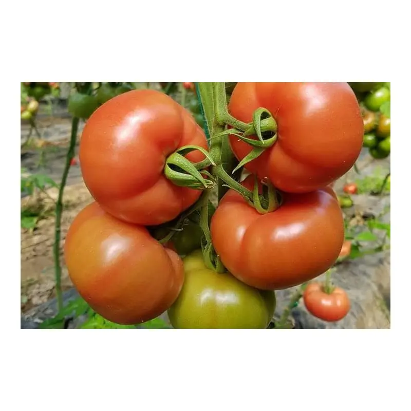 Seminte tomate Mamston F1
