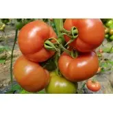 Seminte tomate Mamston F1