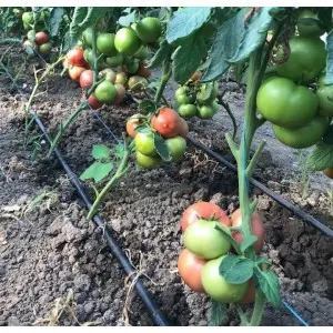 Seminte tomate Mamston F1