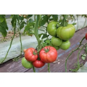 Seminte tomate Manekro F1