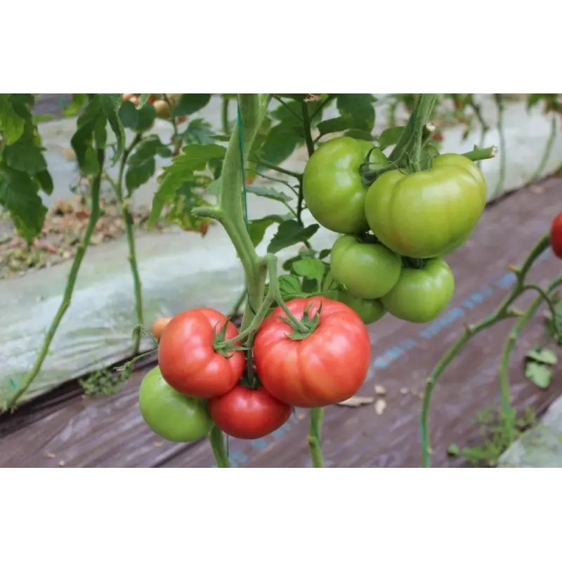 Seminte tomate Manekro F1