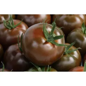 Seminte tomate Olmeca F1