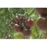 Seminte tomate Olmeca F1