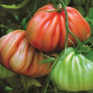 Seminte tomate Arawak F1