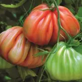 Seminte tomate Arawak F1