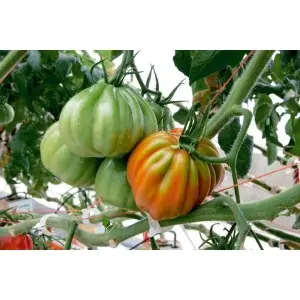 Seminte tomate Arawak F1