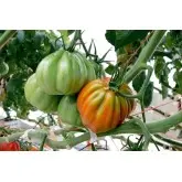 Seminte tomate Arawak F1