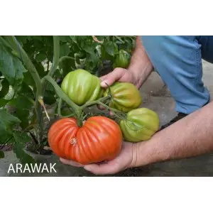 Seminte tomate Arawak F1