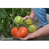 Seminte tomate Arawak F1