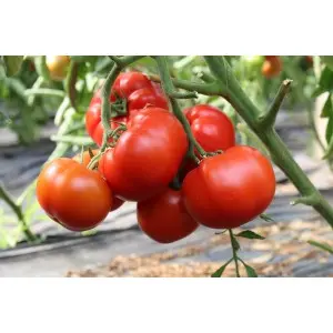 Seminte tomate Devonet F1