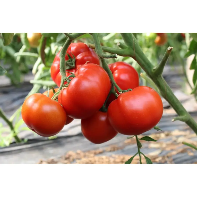 Seminte tomate Devonet F1