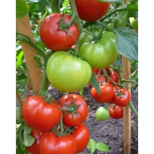 Seminte tomate Gravitet F1
