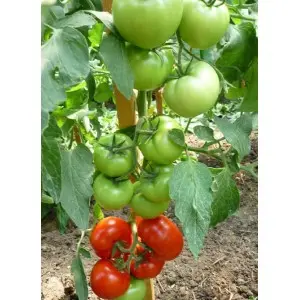 Seminte tomate Gravitet F1