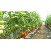 Seminte tomate Gravitet F1
